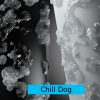 chill-dog